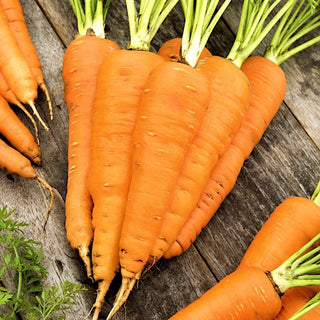 Carota Flakkese 2 - Radici enormi, succose e piene di vitamine - Busta Grande - 50 g