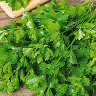 Sedano da foglia Jemny - Foglie aromatiche, raccolta abbondante - Apium graveolens var. secalinum
