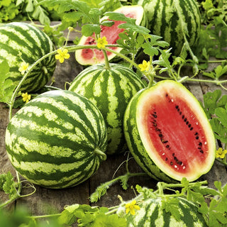 Crimson Sweet Watermelon - Gigantic, Sweet Fruits, Perfect for Salads - Citrullus Lanatus - Premium Seeds