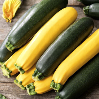 Courgette, Zucchini - A Selection of Varieties - Rich in Vitamins and Minerals with Exceptional Taste - Premium Seeds