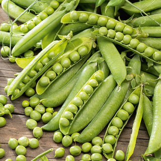 Pisello a grano rugoso MERAVIGLIA DI KELVEDON - Molto produttiva, varietà precoce - 500 g