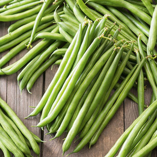 Dwarf Bean Ferrari - Fabulous Taste, Excellent Fibreless Pods - Premium Seeds