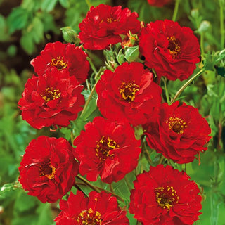 Geum chiloense - Mrs. Bradshaw - Pianta perenne dal fascino unico - Geum chiloense - Semi Premium