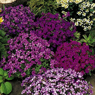 Aubrieta Mix - Blooming in Spring, Colourful Carpets, Ideal for Paths - Aubrieta x Hybrida - Premium Seeds