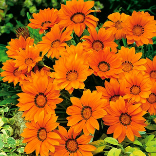 Gazania - Arancio con Anello - Colore caldo con occhio elegante - Gazania splendens