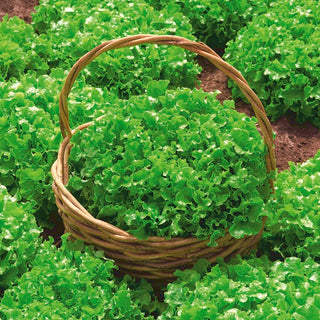BIO Lattuga - Salad Bowl - Successo dell’insalata in versione biologica - Semi Premium