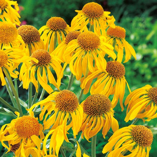 Elenio Hoopesii - Facile da coltivare pianta perenne - Helenium hoopesii - Semi Premium