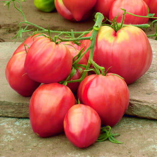 Pomodoro - Oxheart - Lungo periodo di raccolta, alta qualità - Busta Grande - 10 g