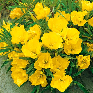 Enotera del Missouri - Strisciante, ornamentale per scarpate - Oenothera missouriensis - Semi Premium
