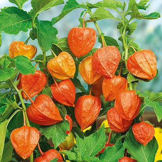Alchechengi - Decorazione per aiuole e bouquet secchi - Physalis alkekengi var. franchetii - Semi Premium