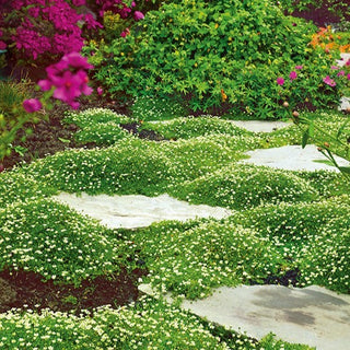 Sagina subulata - Pianta ornamentale ideale per bordure e aiuole - Sagina subulata - Semi Premium