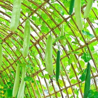 Zucca Lagenaria - Snake - Frutti spettacolari dalla forma serpentina - Lagenaria siceraria