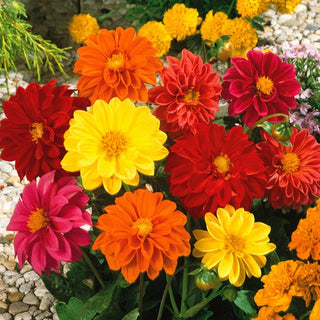 Dalia Unwins - Miscuglio dallo stile leggero e naturale - Dahlia pinnata - Semi Premium