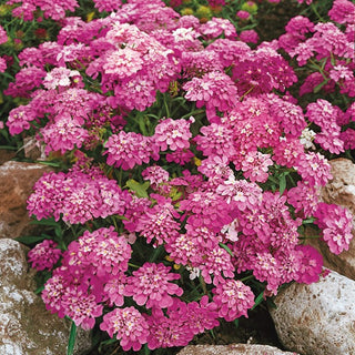 Iberide Rossa - Rosa Cardinal - Ideale per bordure, aiuole e vaso - Iberis umbellata - Semi Premium