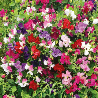 Pisello Odoroso - Little Sweetheart - Fiori in delicate tonalità pastello - Lathyrus odoratus