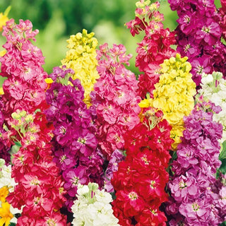 Violacciocca - Decorazione estiva in stile classico - Matthiola incana - Semi Premium