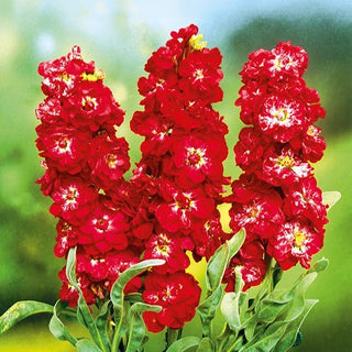 Violacciocca - Excelsior Pacific Crimson - Accento rosso intenso per aiuole - Matthiola incana
