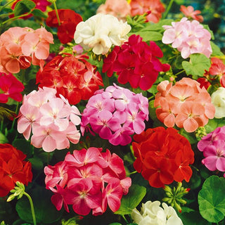 Geranio - Miscuglio - Ampia gamma di colori, fioritura abbondante - Pelargonium zonale