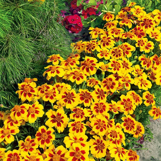 Tagete - Pascal - Ideale per bordure basse - Tagetes patula