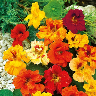 Nasturzio Nano - Doppia - Decorativa attira impollinatori - Tropaeolum majus var. nanum