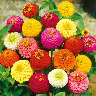 Zinnia - Lilliput Miscuglio - Fioritura prolungata fino all’autunno - Zinnia elegans