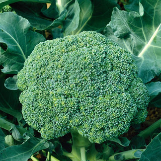 Cavolo Broccolo Limba - Ideale per la cottura e al vapore