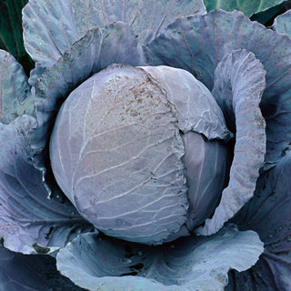Cavolo cappuccio rosso Rufus - Varietà piena per raccolti autunnali