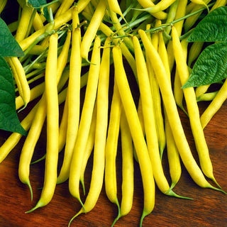Golden Saxa Yellow Dwarf Bean - Tasty, Easy to Grow, Perfect for Preserves - Premium Seeds