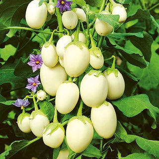 Melanzana Ornamentale - Golden Eggs - Compatta, decorativa ma commestibile - Solanum melongena - Semi Premium