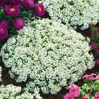 Alisso Nano - Snowcloth - Abbondante di fiori e facile da coltivare - Lobularia maritima
