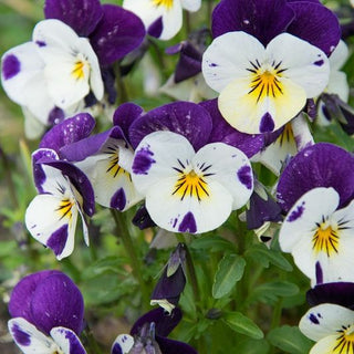 Viola cornuta - Johny Jump Up - Decorazione da balcone affidabile - Viola cornuta - Semi Premium