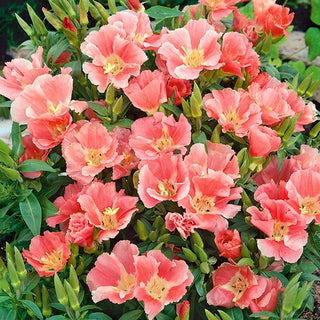 Godezia - Sybil Sherwood - Fiori chiari ed eleganti con grandi campane - Godetia grandiflora