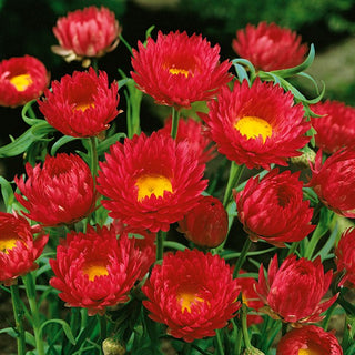 Acroclinium Roseo - Rosso - Delicato e perfetto per bouquet secchi - Helipterum roseum