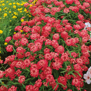 Iberide Rossa - Rosso - Colorato e a crescita rapida per tutta l’estate - Iberis umbellata - Semi Premium