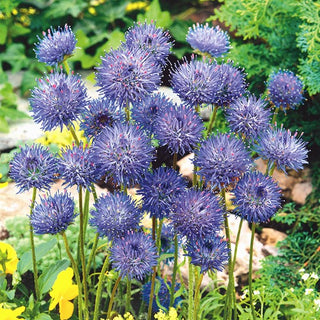 Vedovella Stolonifera - Tollera bene la siccità e il sole - Jasione laevis - Semi Premium