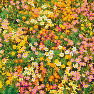 Leptosiphon - Tappeto colorato di fiori miniatura - Leptosiphon hybridus - Semi Premium