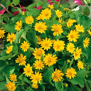 Melampodium - Fioritura lunga e abbondante - Melampodium paludosum - Semi Premium