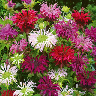 Monarda didyma - Attira api e farfalle - Monarda didyma - Semi Premium