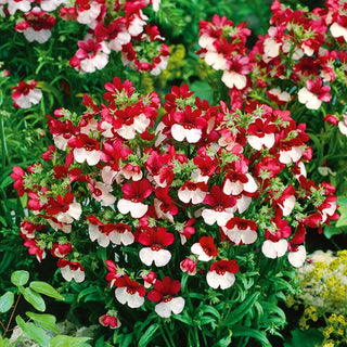 Nemesia - St. George - Pianta annuale resistente al gelo - Nemesia strumosa
