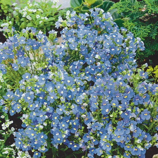 Nemesia - Blue Gem - Adatta per vasi e aiuole - Nemesia strumosa