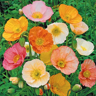Papavero d'Islanda - Affascinante, multicolore e resistente - Papaver nudicaule