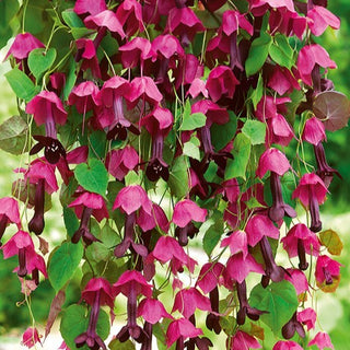 Rhodochiton - Ideale viola per cestini sospesi - Rhodochiton atrosanguineus