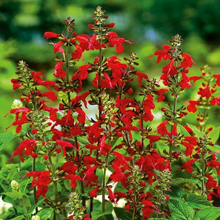 Salvia coccinea - Fiori rosso vivo densi e compatti - Salvia coccinea
