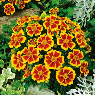 Tagete - Dainty Marietta - Fiorisce fino alle prime gelate - Tagetes patula
