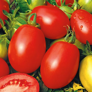 Pomodoro - Rio Grande - Allungato, consistente, ideale per conserve