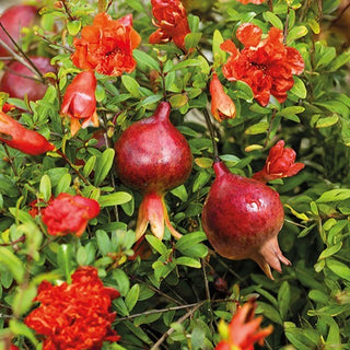 Melograno Nano - Melograno basso per giardino e balcone - Punica granatum nana - Semi Premium