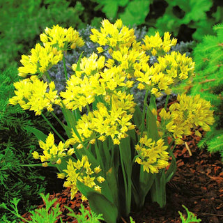 Allium moly - Macchie gialle di sole in aiuola - 20 bulbi