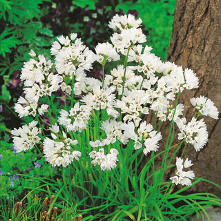 Allium neapolitanum - Fiori bianchi delicati - 20 bulbi