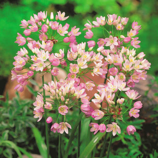 Allium roseum - Infiorescenze rosa delicate - 20 bulbi