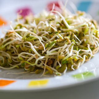 BIO Semi per germogli - Lenticchie - Snack sano direttamente dalla natura - Lens culinaris